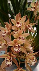 Cymbidium Love The Moon