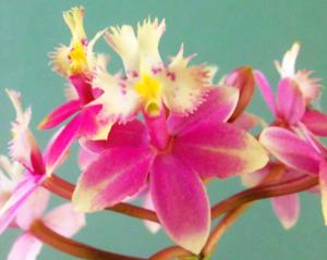 Epidendrum Wedding Valley