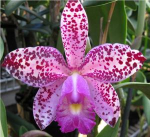 Cattleya Orchidom Brabant