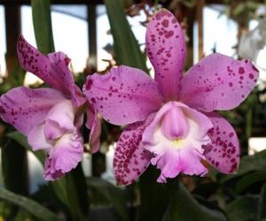 Cattleya Orchidom Brabant