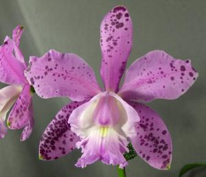 Cattleya Orchidom Brabant