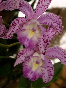 Cattleya Orchidom Brabant