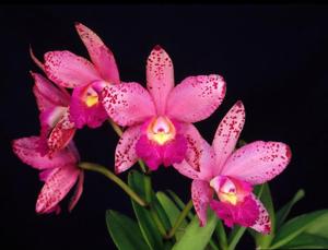 Cattleya Orchidom Leopard