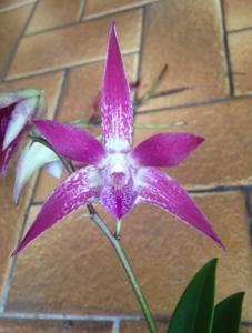 Dendrobium Coffs Bonza