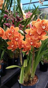 Cymbidium Uluru