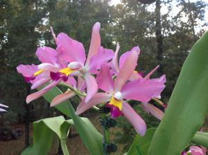 Cattleya Peter Fleuren