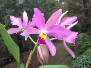 Cattleya Peter Fleuren