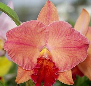 Cattleya Circle Star