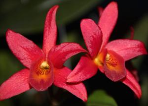 Laeliocattleya Newberry Glow