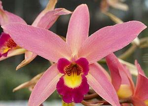 Laeliocattleya Newberry Glow