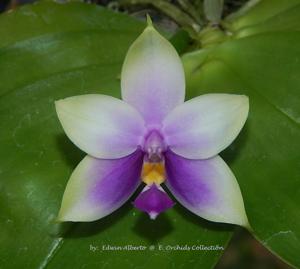 Phalaenopsis Samera