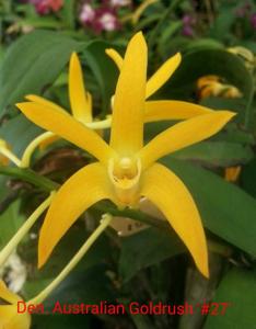 Dendrobium Australian Goldrush