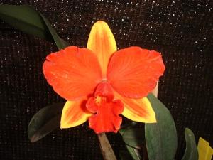 Cattleya Ayrton Senna