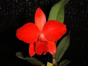 Cattleya Ayrton Senna