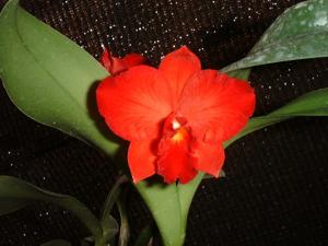 Cattleya Ayrton Senna