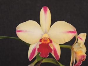 Cattleya Ayrton Senna