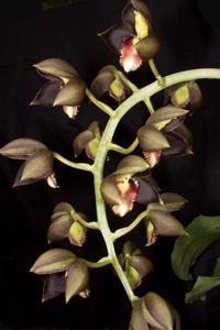 Catasetum Jumbo Ego