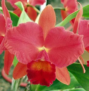 Rhyncholaeliocattleya Winners' Circle