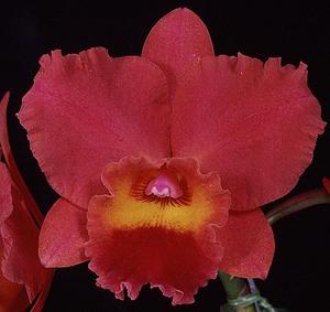 Rhyncholaeliocattleya Winners' Circle