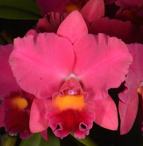 Rhyncholaeliocattleya Winners' Circle