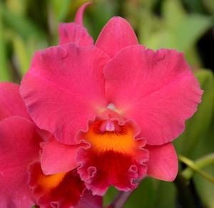 Rhyncholaeliocattleya Winners' Circle