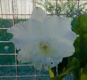 Rhyncholaeliocattleya Burdekin Charm