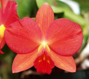 Cattleya Coral Orb