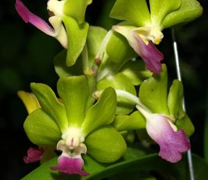 Vandachostylis Mishima Lime