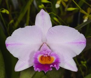 Cattleya Sergio Araujo