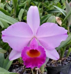 Cattleya Sergio Araujo