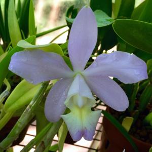 Cattleya dolosa