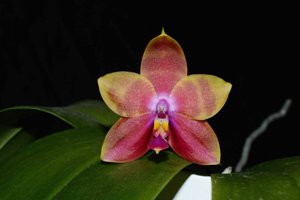 Phalaenopsis Guadalupe Pineda