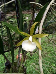 Brassocattleya Ploenpit Star