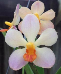 Vandaenopsis Prapin