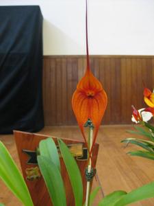 Masdevallia Midas Touch