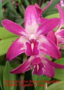 Dendrobium Australian Rose-Beauty