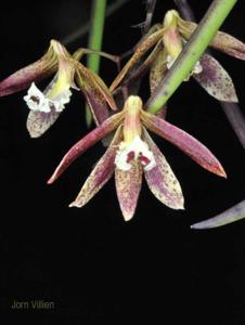 Dendrobium Australian Ginger