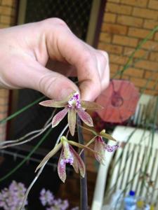 Dendrobium Australian Ginger