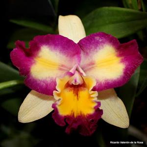 Rhyncholaeliocattleya Shin Shiang Diamond