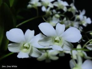 Dendrobium Emma White