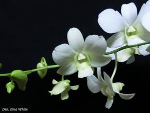 Dendrobium Emma White