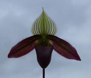 Paphiopedilum Macbeth's Ghost