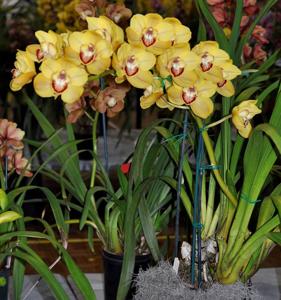 Cymbidium Amber Wall