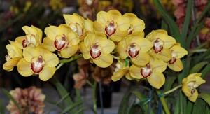 Cymbidium Amber Wall