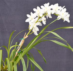 Cymbidium Dural Snow