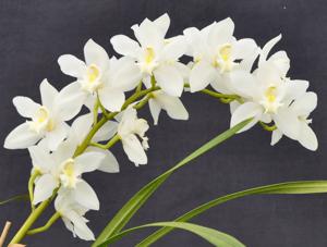 Cymbidium Dural Snow