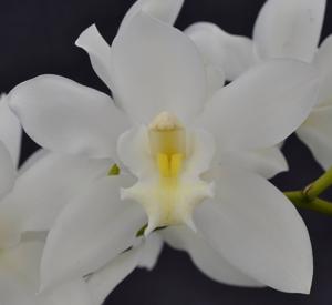 Cymbidium Dural Snow