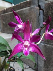 Dendrobium Teresa Doran