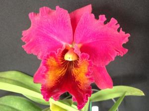 Rhyncholaeliocattleya Ashlee Harry