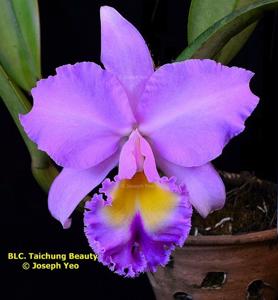 Rhyncholaeliocattleya Taichung Beauty